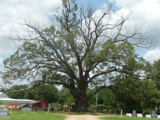 Shafers Mighty Oak